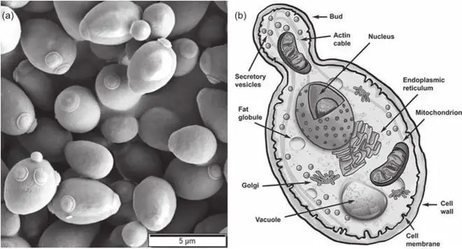 長諾生物的核甘肽酵母酶解漿的酶解破壁工藝與效果