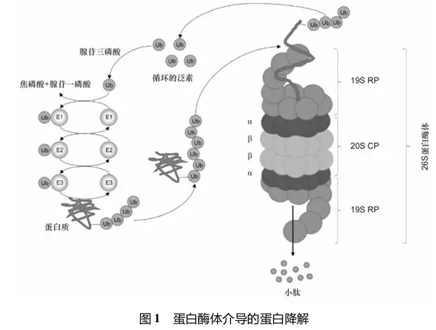 蛋白酶體的生理病理學作用及靶向藥物研發(fā)進展