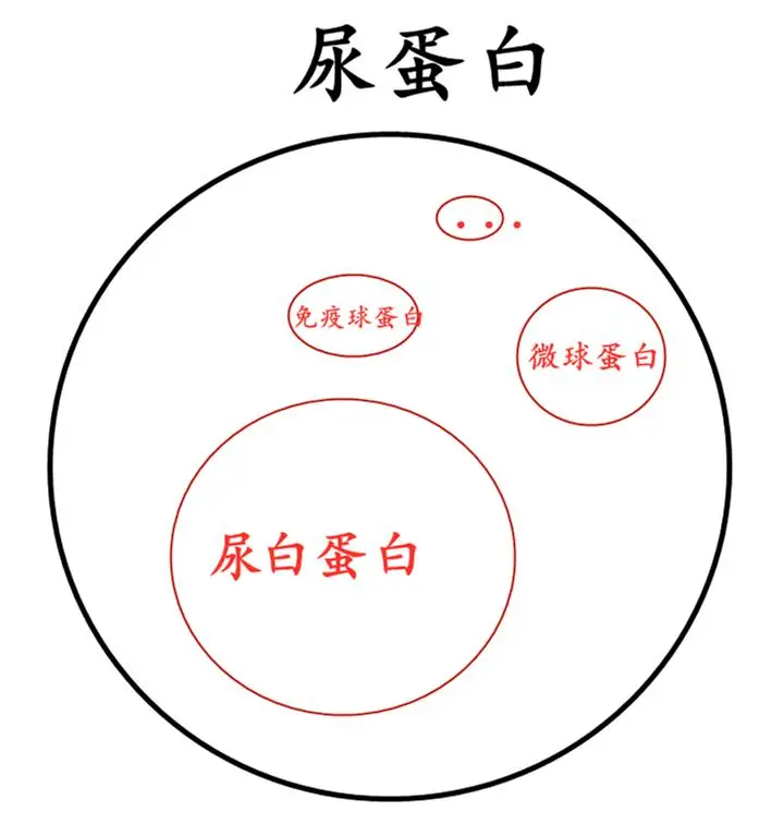 尿微量白蛋白和尿蛋白是什么關(guān)系？