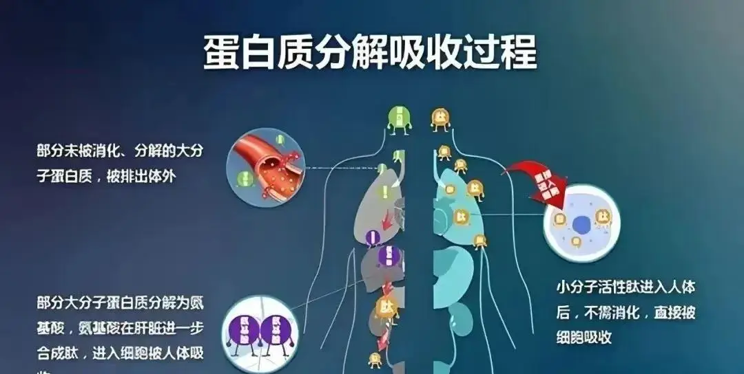 正開元肽科普：為什么說補(bǔ)肽比蛋白質(zhì)類營養(yǎng)品更優(yōu)質(zhì)