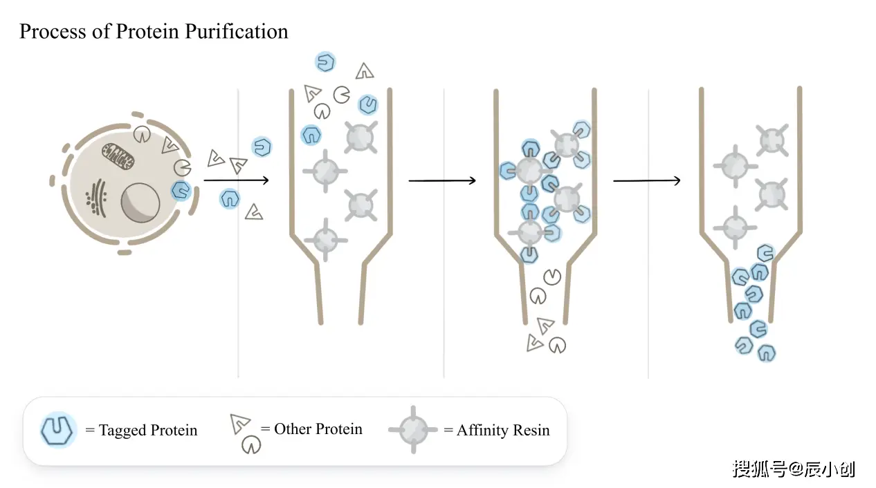 【辰輝創(chuàng)聚生物】重組蛋白表達的基本原理：DNA 如何變成可用蛋白