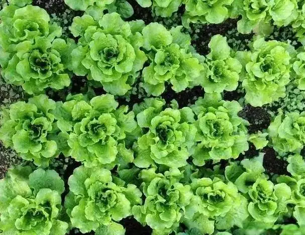 淀粉和生粉有什么區(qū)別？大廚總結(jié)：差別可大了！放錯(cuò)容易“壞菜”