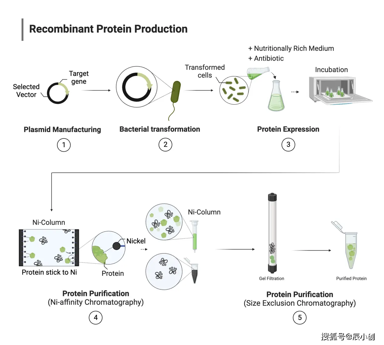 【辰輝創(chuàng)聚生物】重組蛋白是什么？從基因到功能蛋白的技術(shù)原理解析