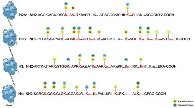 乳酸化修飾：前沿進(jìn)展、機(jī)制探索與疾病關(guān)聯(lián)綜述
