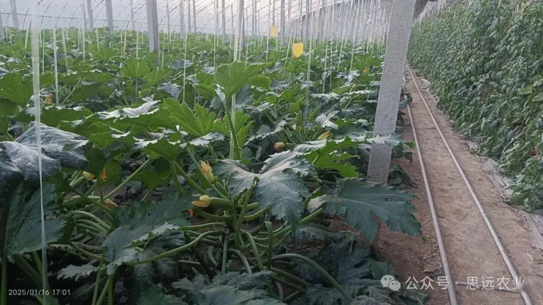 西葫蘆丨種棚用上雙肽素，產(chǎn)量效果雙提升