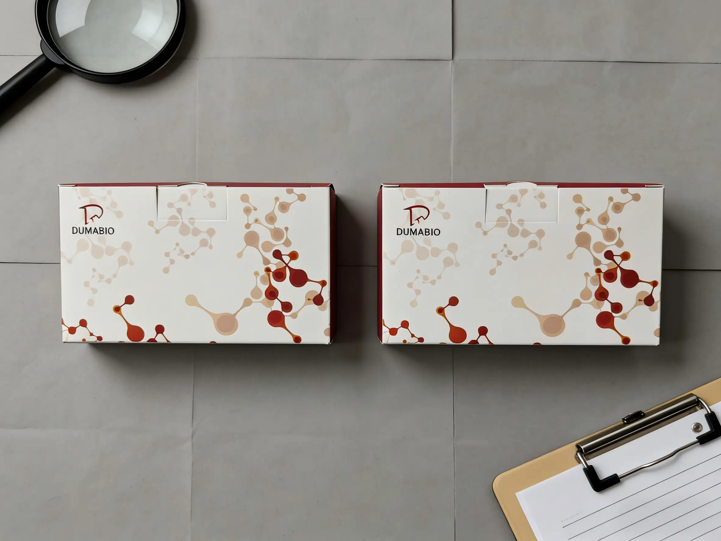 脂氧合酶（Lipoxygenase,LOX）活性測定試劑盒