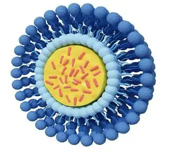 陽離子脂質(zhì)體聯(lián)合遞送蛋白酶K與視黃酸用于痤瘡多靶點(diǎn)治療