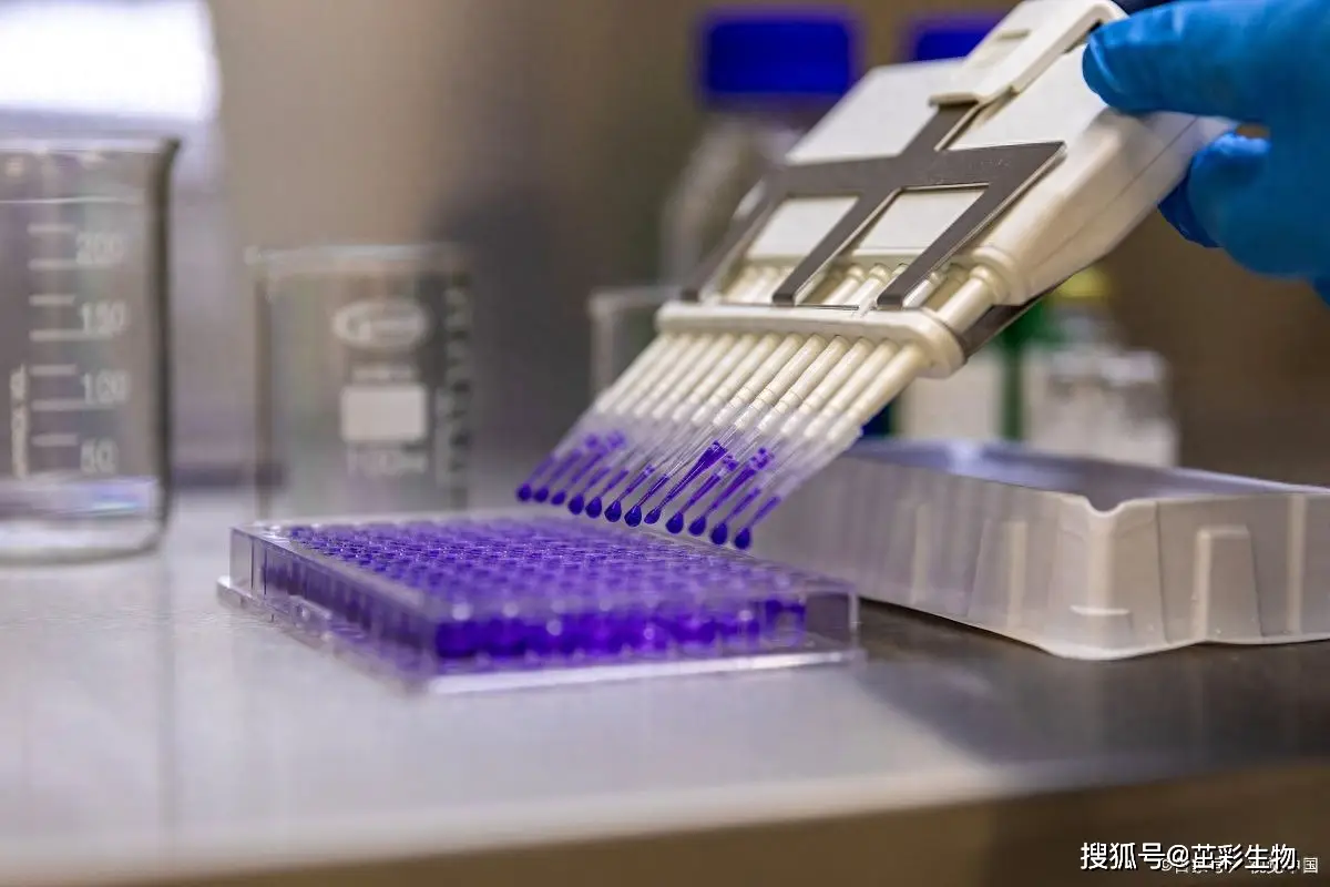 人蛋白酶調(diào)解因子8(PSMD8)ELISA試劑盒|茁彩生物