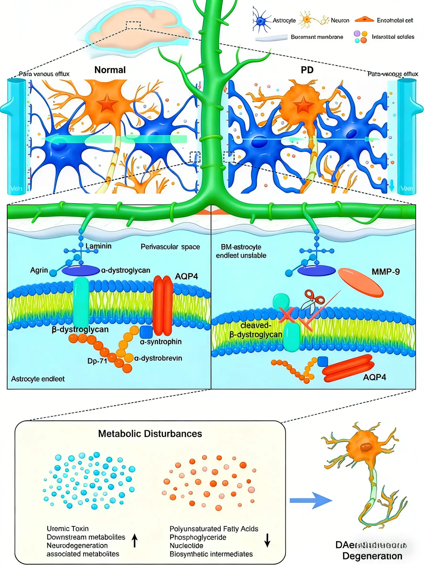 基質(zhì)金屬蛋白酶-9在帕金森病類淋巴系統(tǒng)功能障礙中的機(jī)制研究